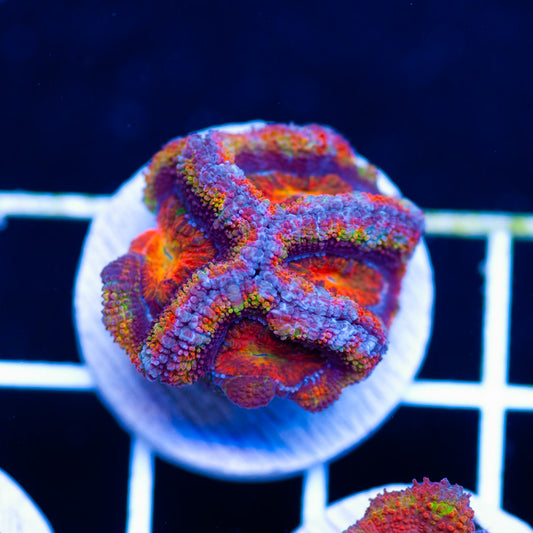 Aussie Acan #13