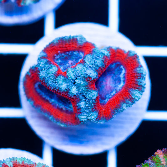 Aussie Acan #11