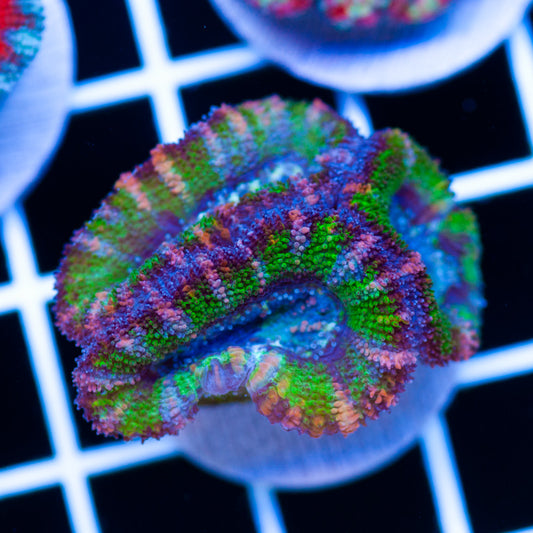 Aussie Acan #10