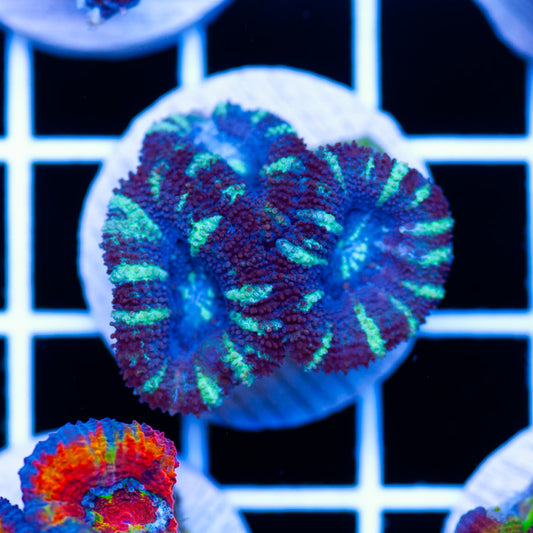 Aussie Acan #9