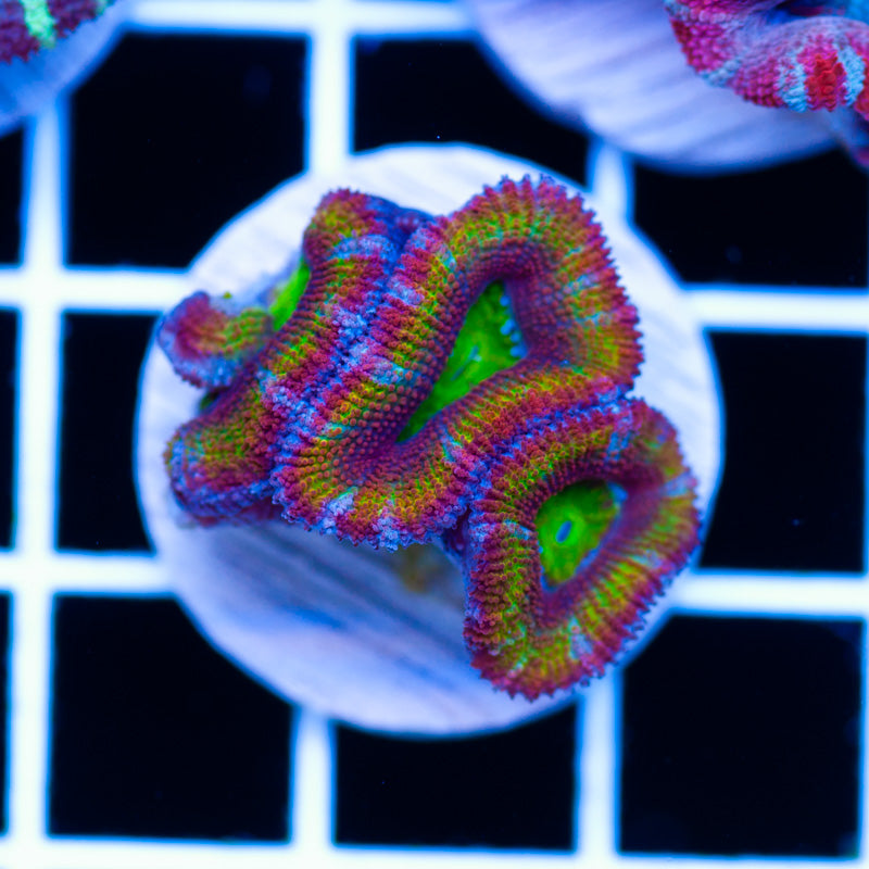 Aussie Acan #8