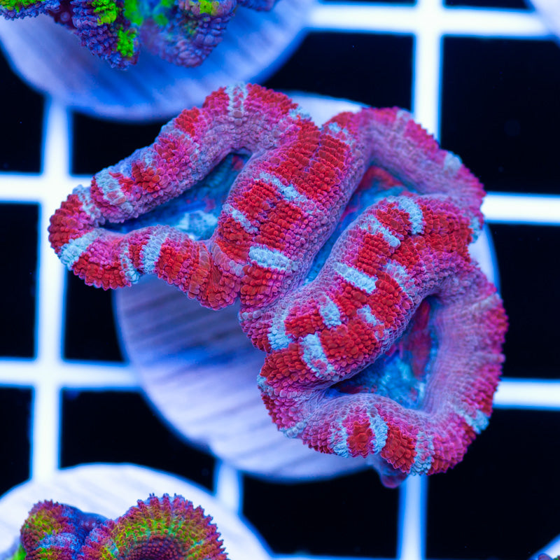 Aussie Acan #7