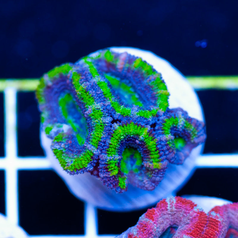 Aussie Acan #6