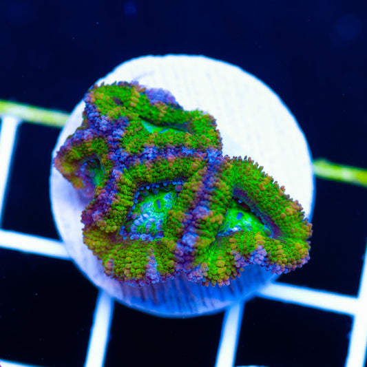 Aussie Acan #5