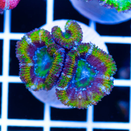 Aussie Acan #3