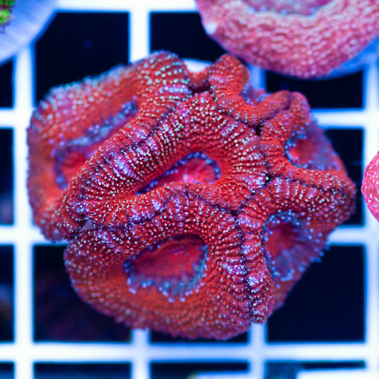 Aussie Acan #2