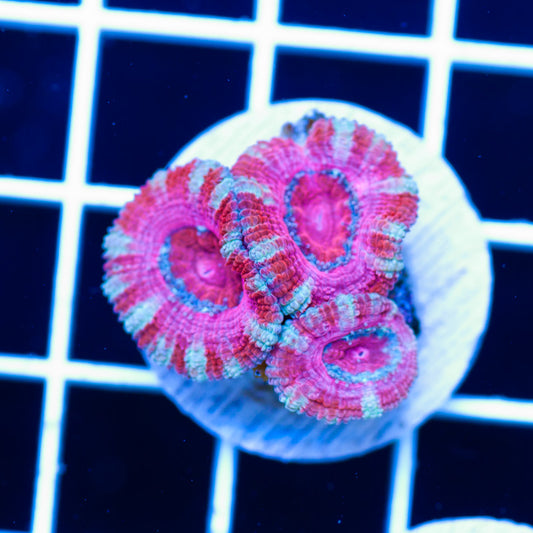 Aussie Acan #1