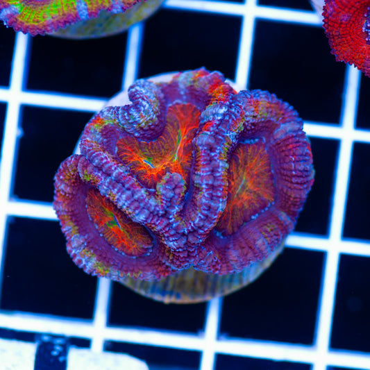 Aussie Acan #28