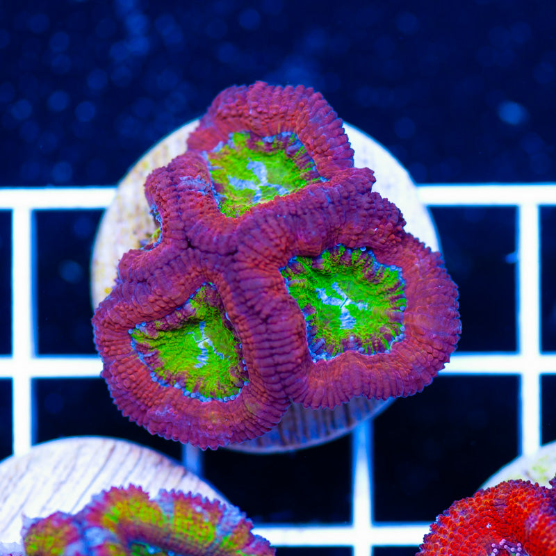 Aussie Acan #30