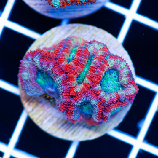 Aussie Acan #31