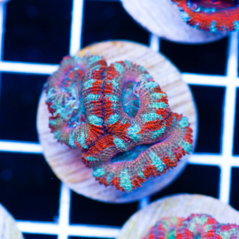 Aussie Acan #32