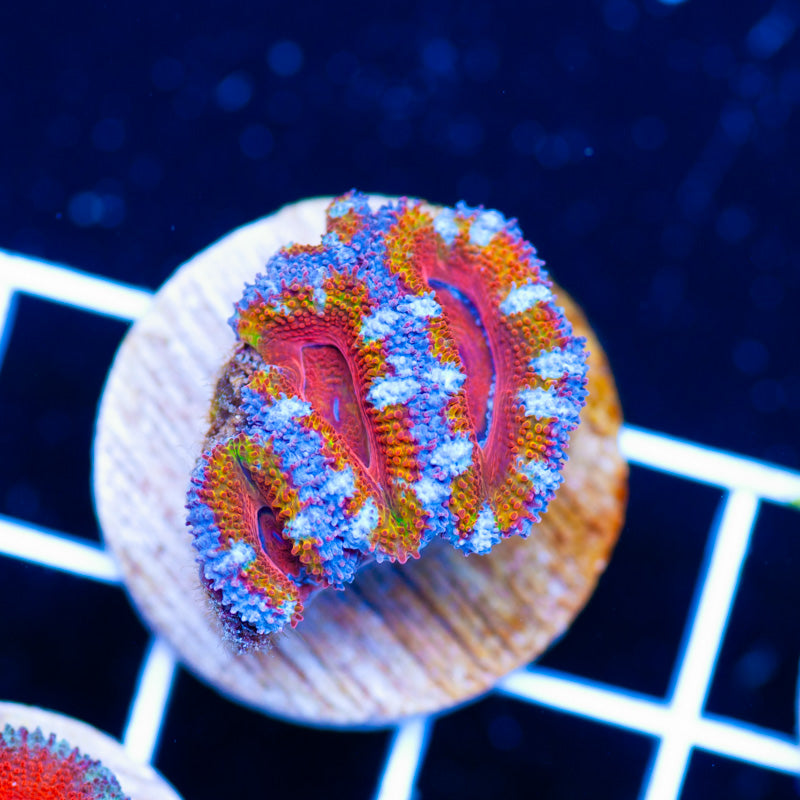 Aussie Acan #33