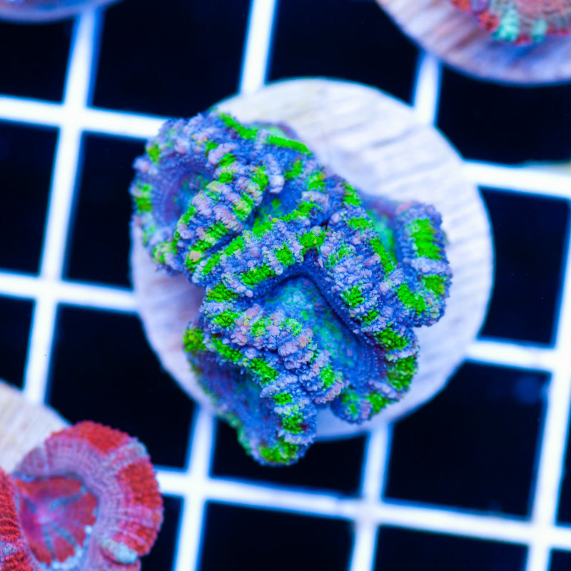 Aussie Acan #35