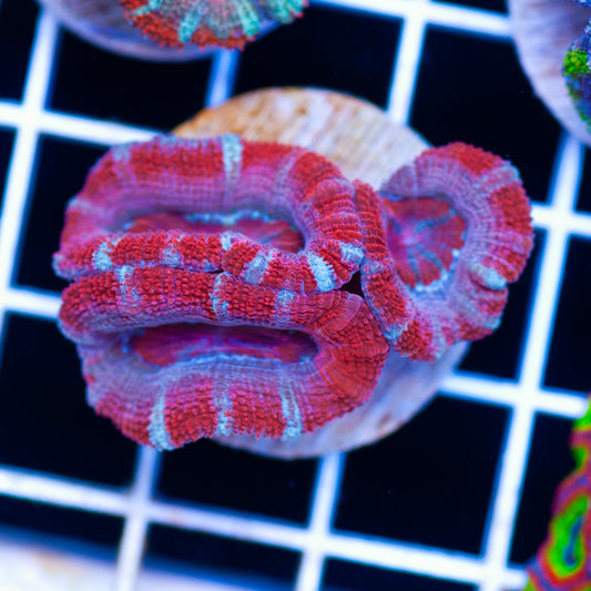 Aussie Acan #36