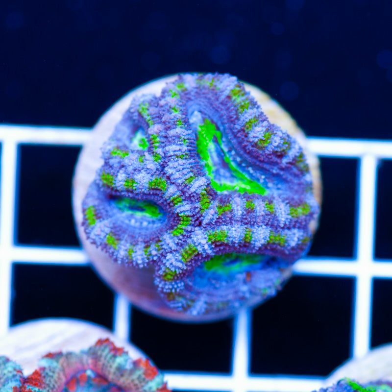 Aussie Acan #37