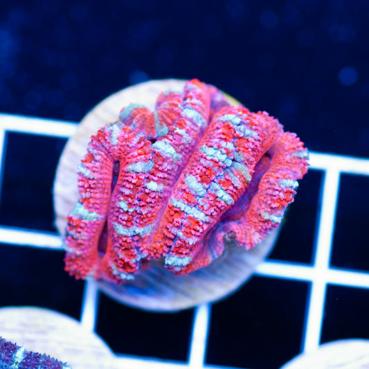 Aussie Acan #39