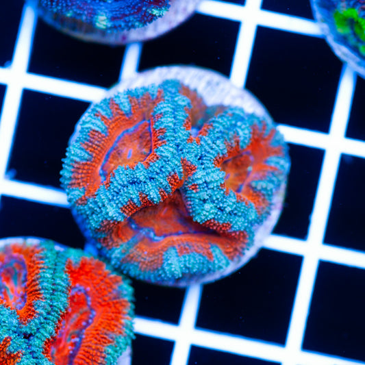 Awesome Aussie Acan #2