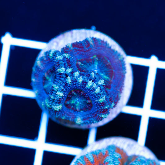 Awesome Aussie Acan #3