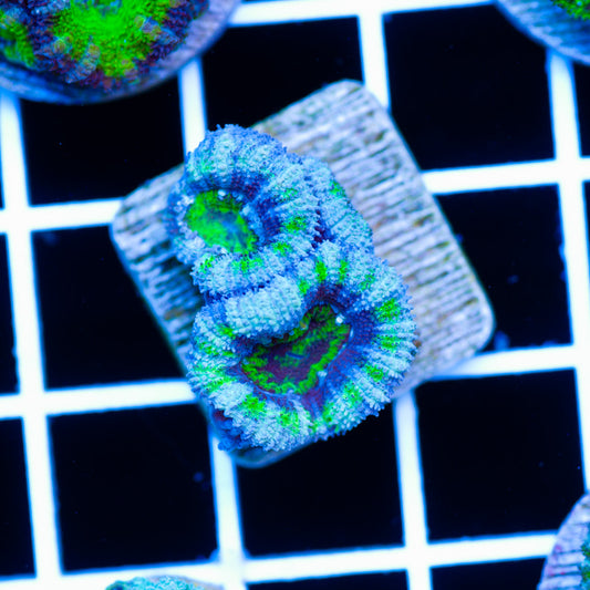 Awesome Aussie Acan #5