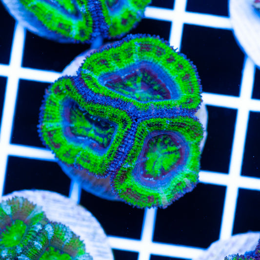 Awesome Aussie Acan #8