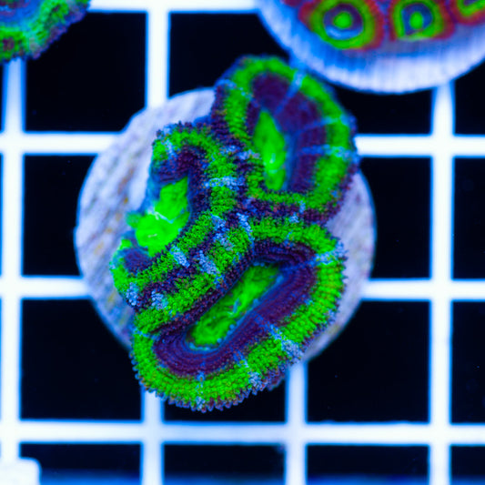 Awesome Aussie Acan #10