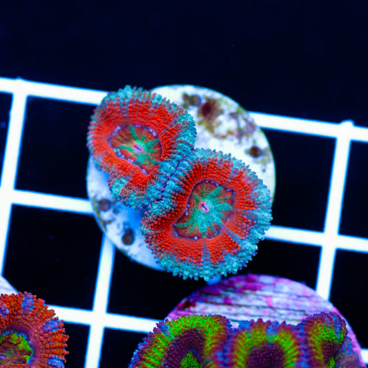 Awesome Aussie Acan #12
