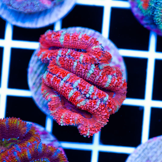 Awesome Aussie Acan #13