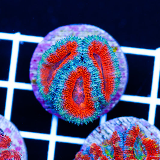 Awesome Aussie Acan #14