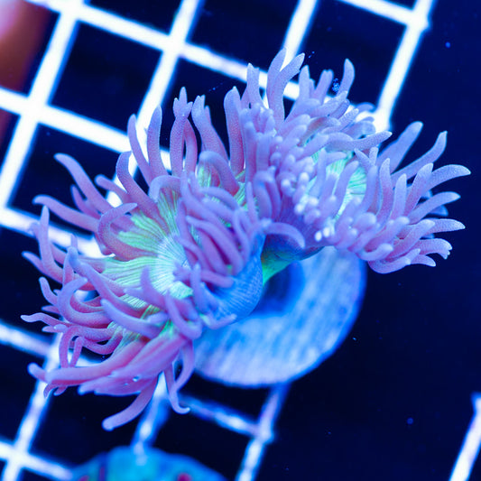 Aussie Duncan Frag #2
