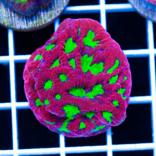 CC Wild Cherry Favia