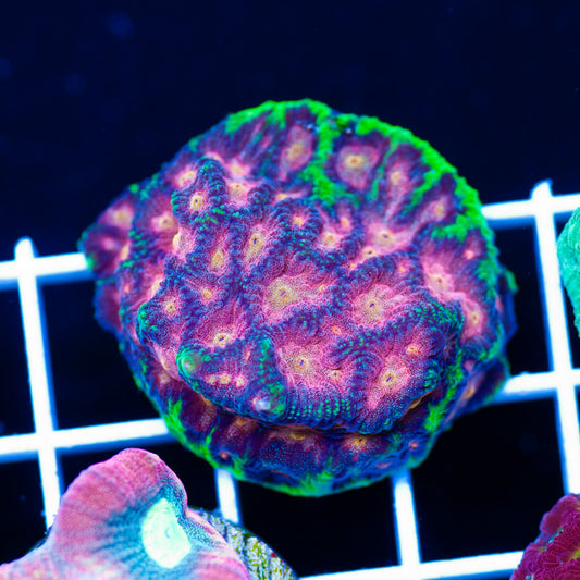 Bejeweled Favia