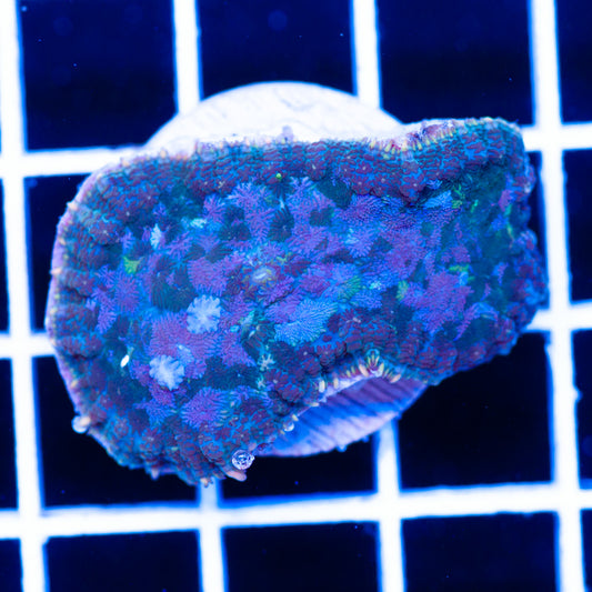 Radical Rhodactis #13