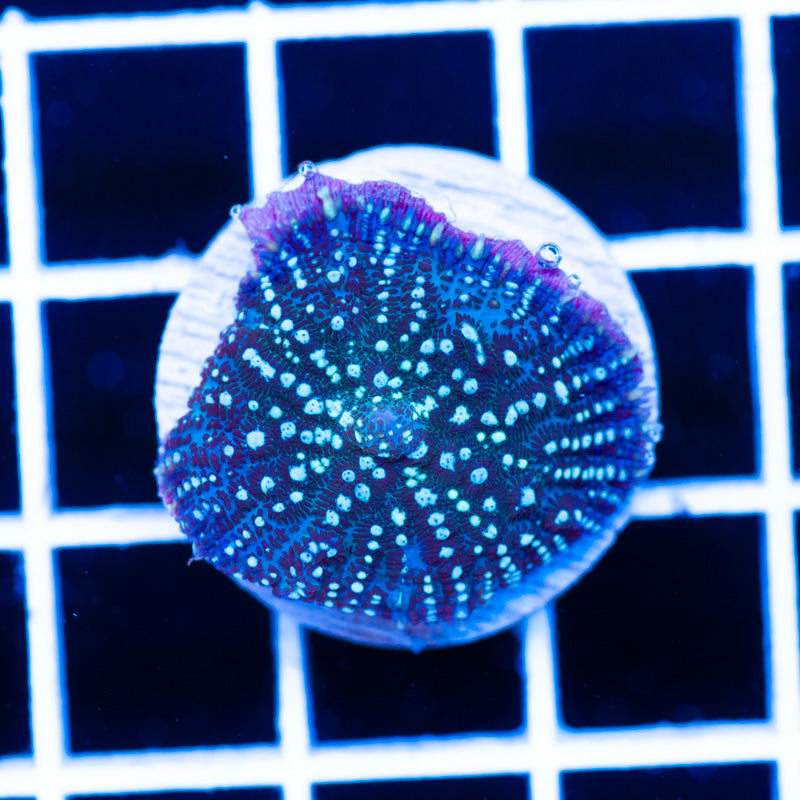 Radical Rhodactis #12