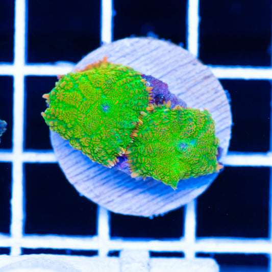 Radical Rhodactis #10