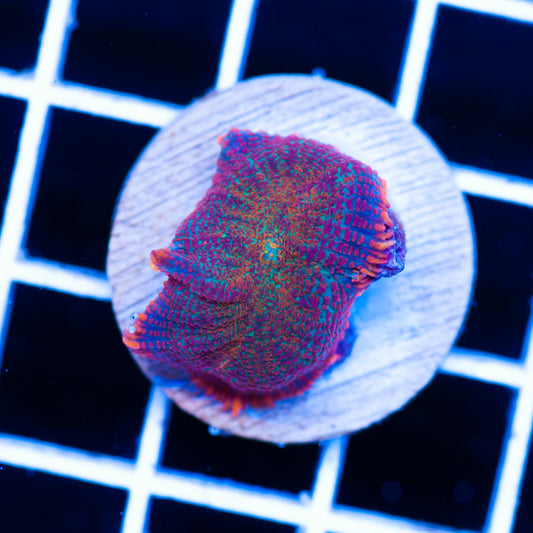 Radical Rhodactis #9