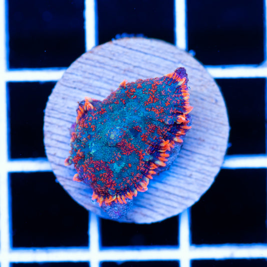 Radical Rhodactis #8