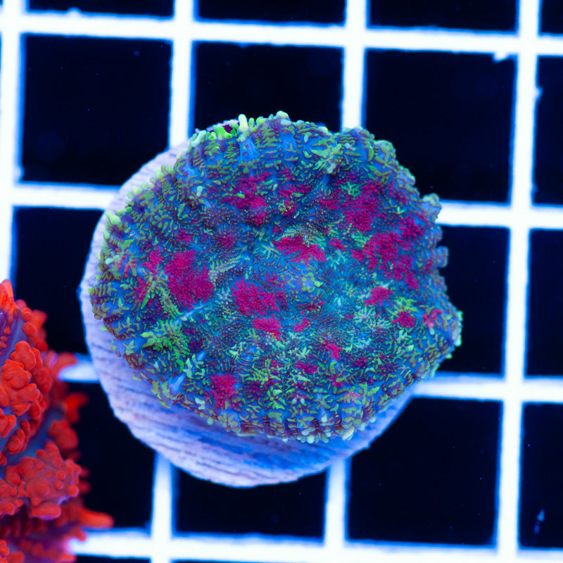 Radical Rhodactis #4
