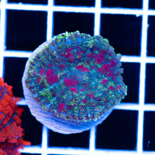 Radical Rhodactis #4
