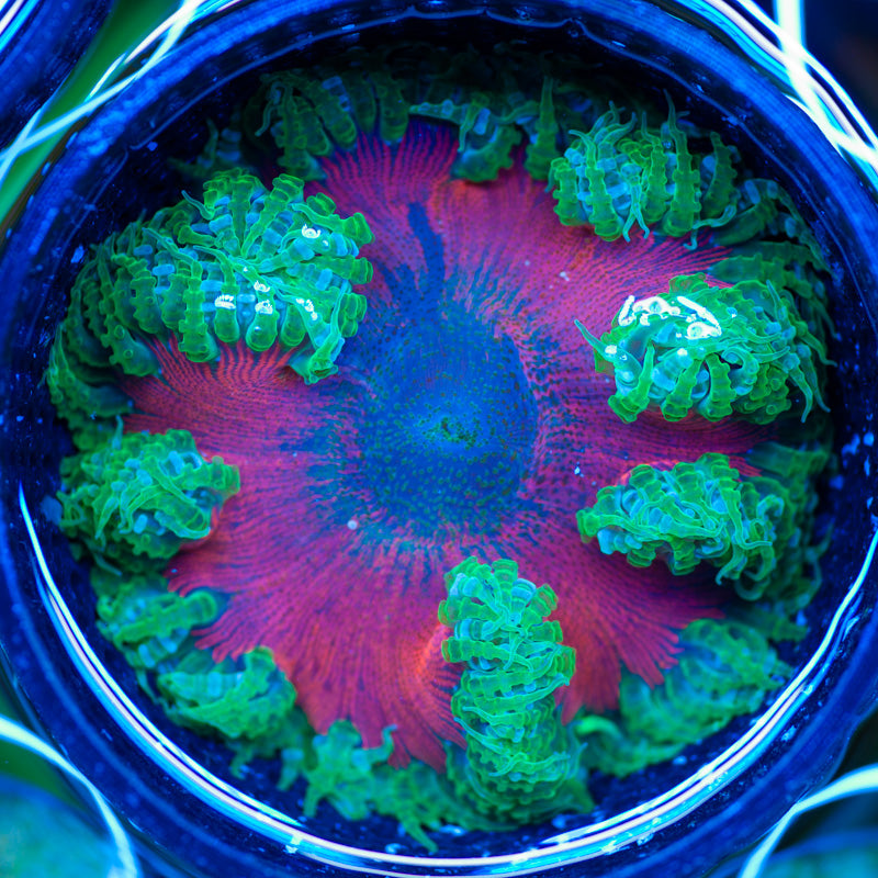 Caribbean Flower Anemone #6