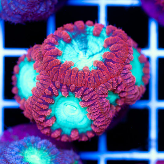Aussie Wild Cherry Blasto #3