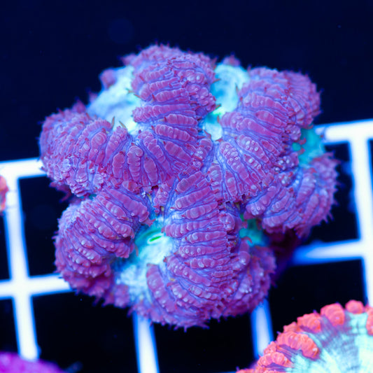 Aussie Purple People Eater Blasto #2