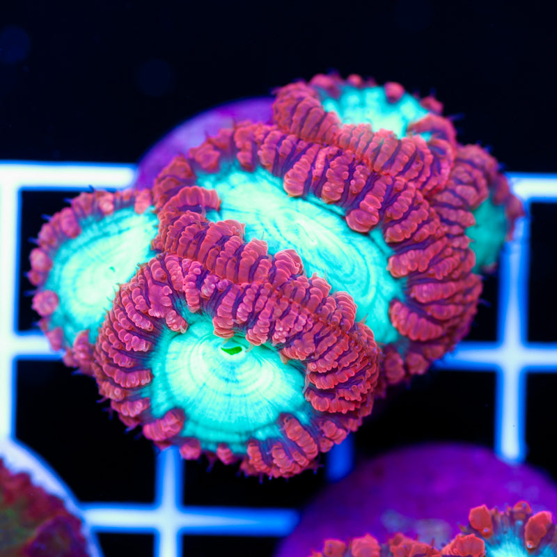 Aussie Wild Cherry Blasto #2