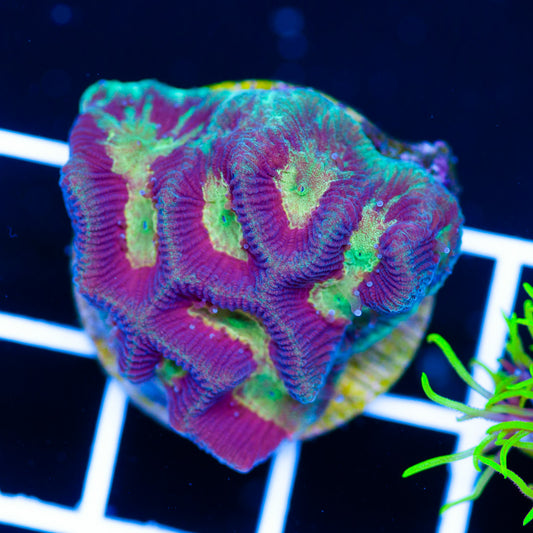 Aussie Rainbow Maze