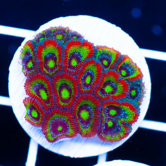 F2M Holy Grail Micromussa #1