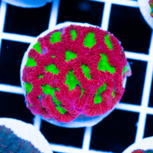 CC Wild Cherry Favia