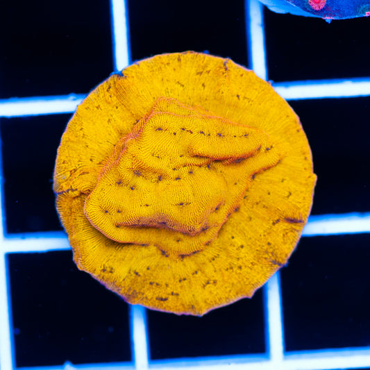 24K Leptoseris