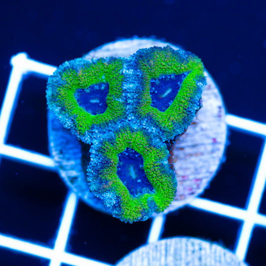 Awesome Aussie Acan #2