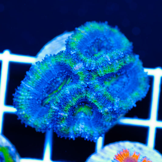 Awesome Aussie Acan #3