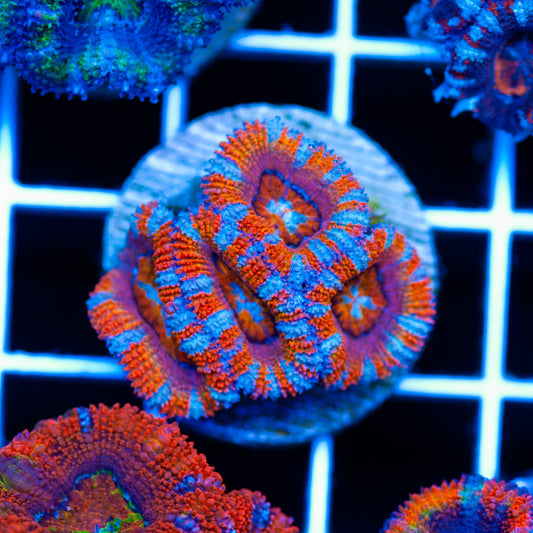 Aussie Rainbow Acan #1