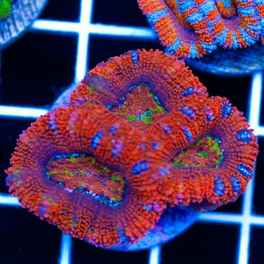 Aussie Rainbow Acan #2